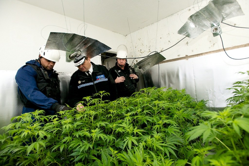 Police officers inspect cannabis plants